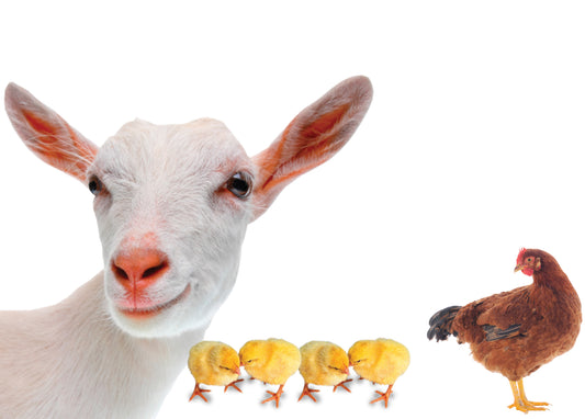 1 Goat + 5 Chickens
