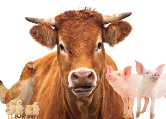 2 Pigs, 1 Cow & 5 Chickens