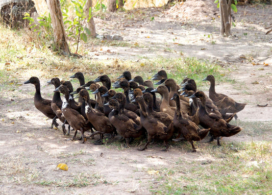 Flock of Birds