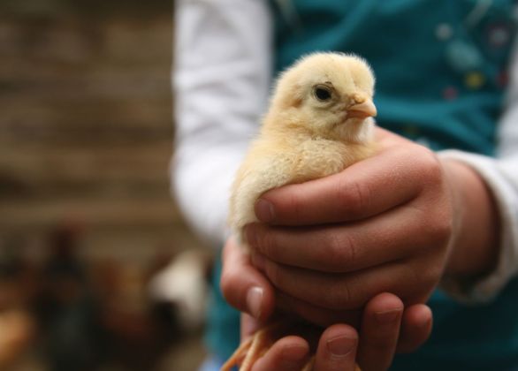 3 Little Chicks