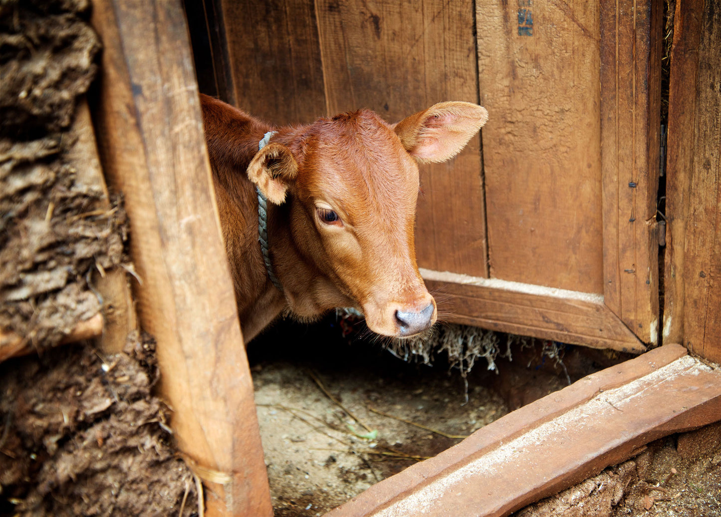 Give a Cow