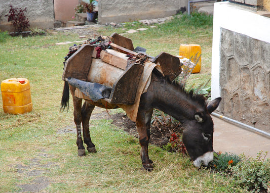 Give a Donkey