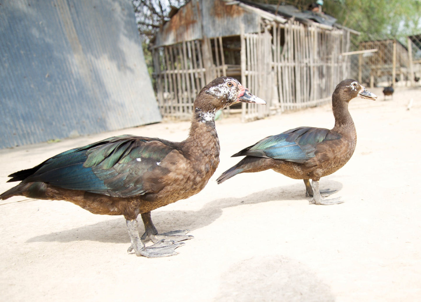 6 Ducks a Laying