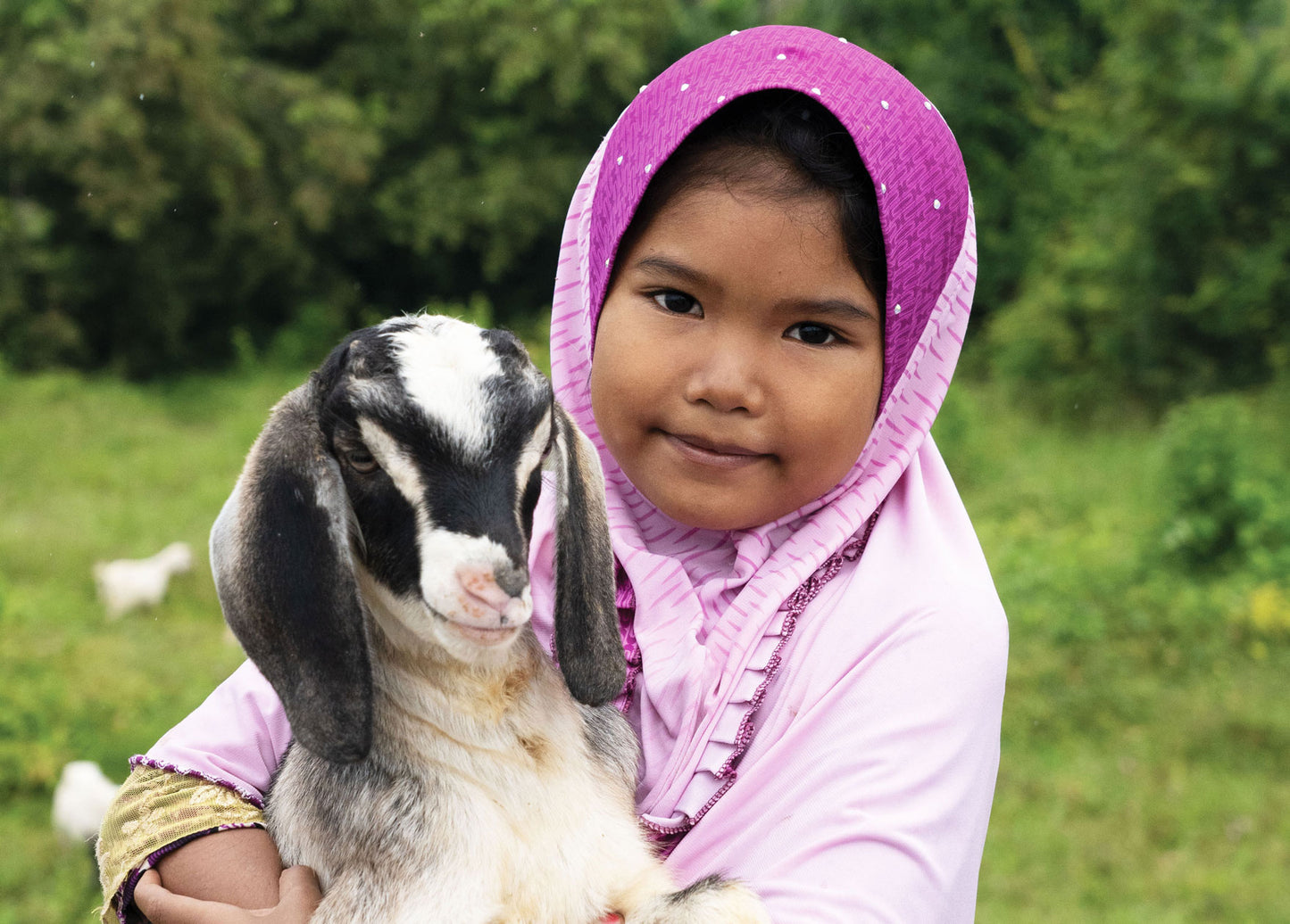 8 Goats for Milking
