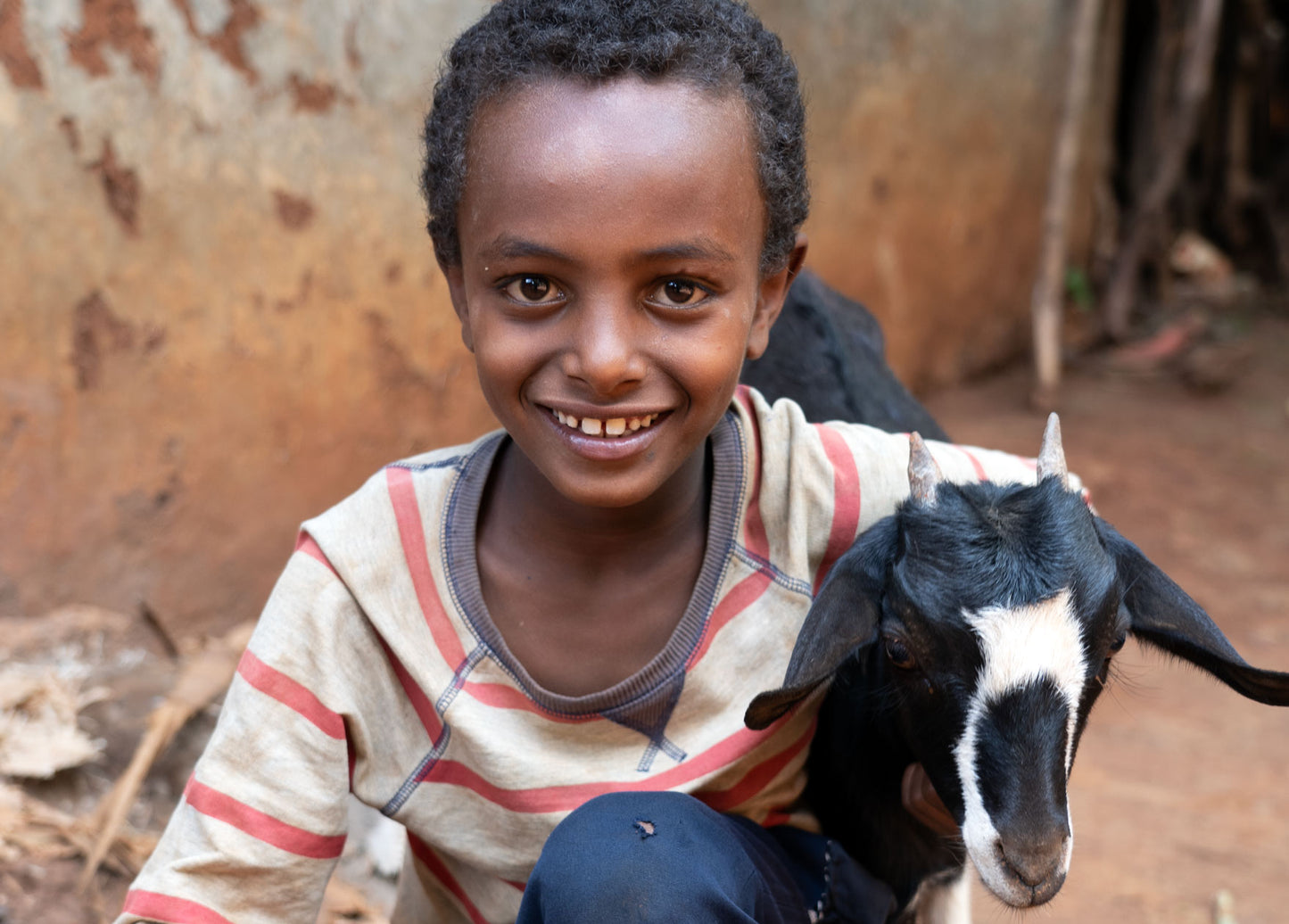 8 Goats for Milking