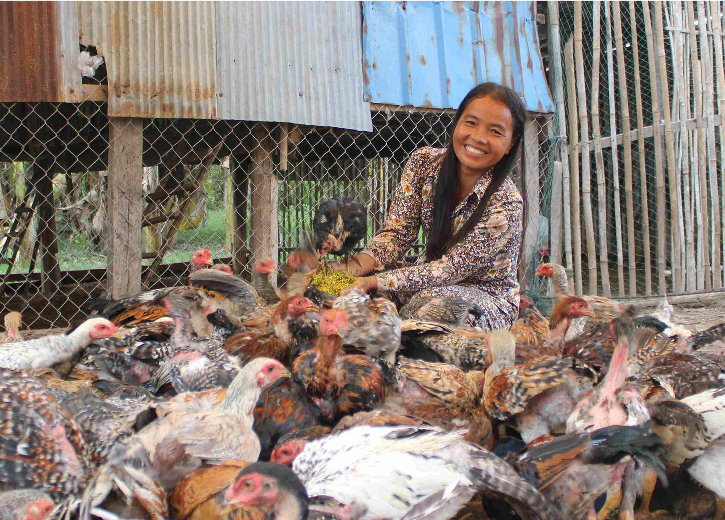 Give 5 Chickens