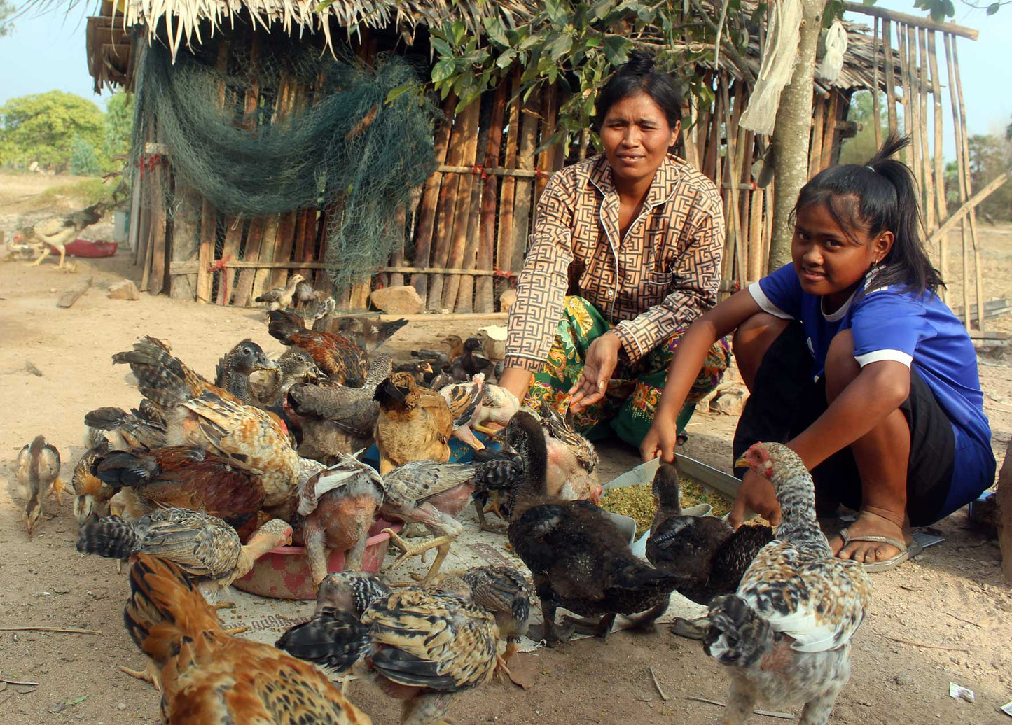Give Chickens