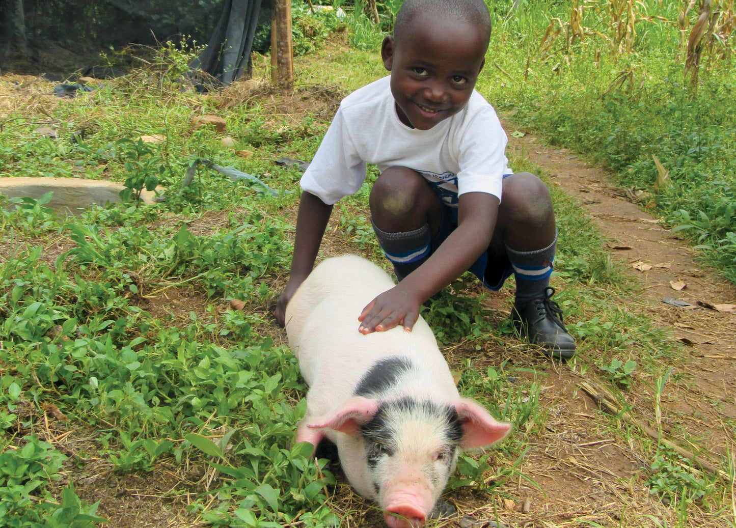 Give a Pig