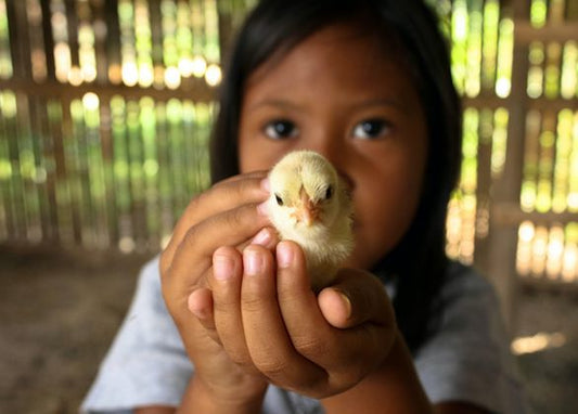 Give 5 Chickens