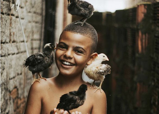 Give 5 Chickens